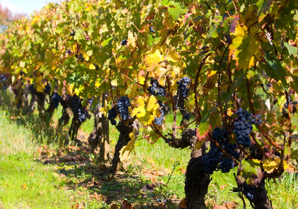 Vignes