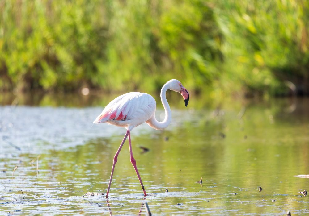 Camargue