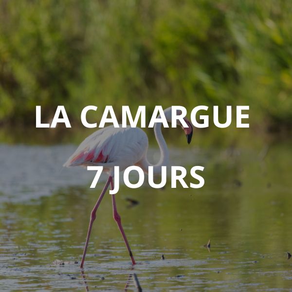 La Camargue